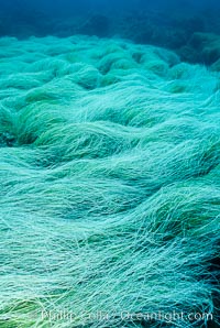 Surfgrass, Phyllospadix, Guadalupe Island (Isla Guadalupe)