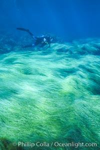 Surfgrass and diver, Phyllospadix, Guadalupe Island (Isla Guadalupe)