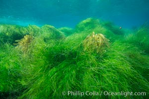 Surfgrass (Phyllospadix), shallow water, San Clemente Island, Phyllospadix