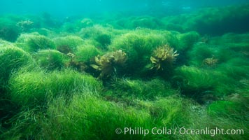 Surfgrass (Phyllospadix), shallow water, San Clemente Island, Phyllospadix