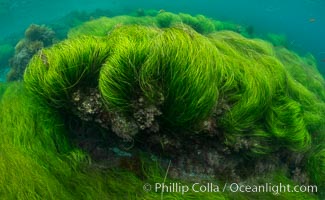 Surfgrass (Phyllospadix), shallow water, San Clemente Island, Phyllospadix