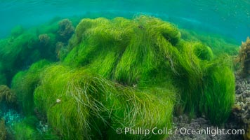 Surfgrass (Phyllospadix), shallow water, San Clemente Island, Phyllospadix