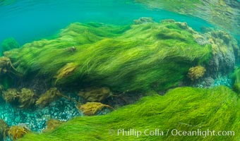 Surfgrass (Phyllospadix), shallow water, San Clemente Island, Phyllospadix