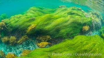 Surfgrass (Phyllospadix), shallow water, San Clemente Island. California, USA, Phyllospadix, natural history stock photograph, photo id 30951