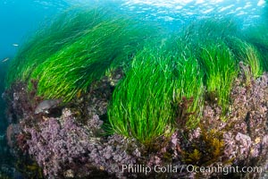 Surfgrass (Phyllospadix), moving with waves in shallow water, San Clemente Island, Phyllospadix