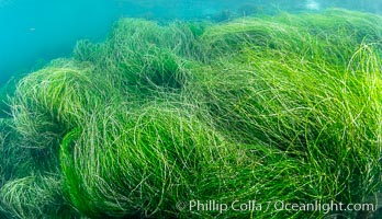 Surfgrass (Phyllospadix), moving with waves in shallow water, San Clemente Island