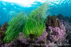 Surfgrass (Phyllospadix), moving with waves in shallow water, San Clemente Island, Phyllospadix