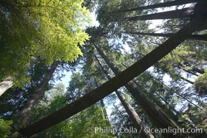 Suspension bridge in forest of Douglas fir and Western hemlock trees, Capilano Suspension Bridge, Vancouver, British Columbia, Canada