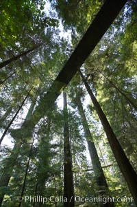 Suspension bridge in forest of Douglas fir and Western hemlock trees, Capilano Suspension Bridge, Vancouver, British Columbia, Canada