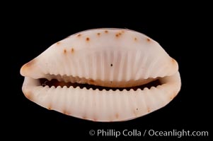 Swallow Cowrie, Cypraea hirundo