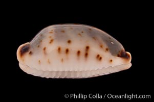 Swallow Cowrie, Cypraea hirundo