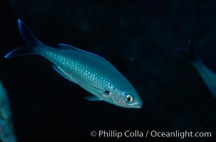 Swallowtail damselfish, Azurina hirundo, Guadalupe Island (Isla Guadalupe)