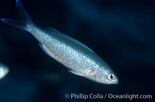 Swallowtail damselfish.