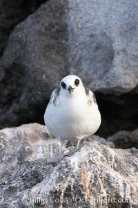 Swallow-tailed gull chick, Creagrus furcata, Wolf Island