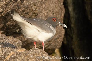 Swallow-tailed gull, Creagrus furcata, Wolf Island