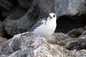 Swallow-tailed gull chick, Creagrus furcata, Wolf Island
