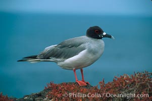 Swallow-tailed gull.