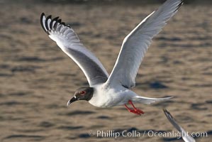 Swallow-tailed gull, Creagrus furcata, Wolf Island