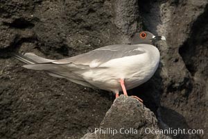 Swallow-tailed gull, Creagrus furcata, Wolf Island