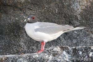 Swallow-tailed gull, Creagrus furcata, Wolf Island