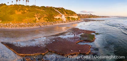 Swamis Beach Reefs Exposed by King Tides, people explore ocean reefs normally underwater but exposed on the extreme low tides known as King Tides. Aerial photo, Encinitas, California