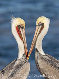 Sweetheart California Brown Pelicans, facing each other so heads form a heart shape, adult winter non-breeding plumage, Pelecanus occidentalis, Pelecanus occidentalis californicus, La Jolla