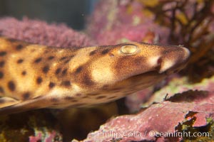 Juvenile swell shark, Cephaloscyllium ventriosum