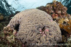 Symphyllia brain coral on tropical coral reef, Fiji, Vatu I Ra Passage, Bligh Waters, Viti Levu Island