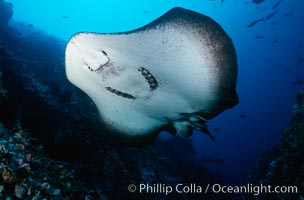 Marbled ray. Cocos Island, Costa Rica, Taeniura meyeni, natural history stock photograph, photo id 01993
