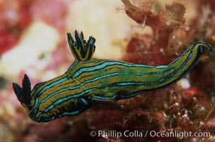 Nudibranch, Islas San Benito, Tambja eliora, San Benito Islands (Islas San Benito)