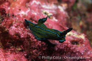 Nudibranch, Tambja eliora, San Benito Islands (Islas San Benito)