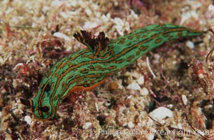 Nudibranch, Islas San Benito, Tambja fusca, San Benito Islands (Islas San Benito)