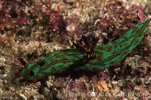Nudibranch, Tambja fusca, San Benito Islands (Islas San Benito)