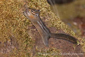 Chipmunk, Tamias, Oregon Caves National Monument