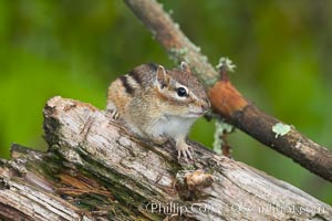 Chipmunk, unidentified species, Tamias, Orr, Minnesota