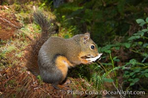 Douglas squirrel, a common rodent in coniferous forests in western North American, eats a mushroom, Hoh rainforest, Tamiasciurus douglasii, Hoh Rainforest, Olympic National Park, Washington