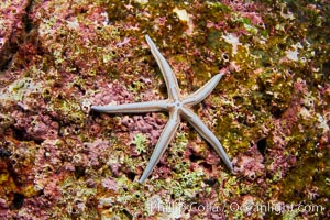 Tan sea star, Sea of Cortez, Phataria unifascialis