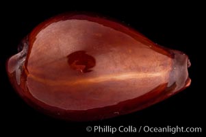 Tanned Cowrie, Cypraea succincta adusta