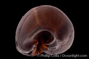 Tanned Cowrie, Cypraea succincta adusta