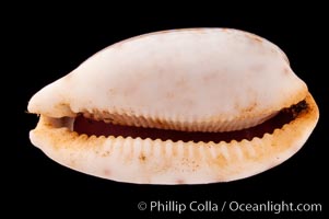 Tapering Cowrie, Cypraea teres