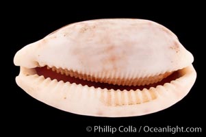 Tapering Cowrie, Cypraea teres