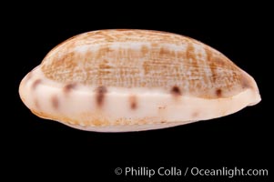 Tapering Cowrie, Cypraea teres