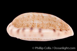 Tapering Cowrie, Cypraea teres