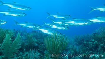 Tarpon, Grand Cayman Island