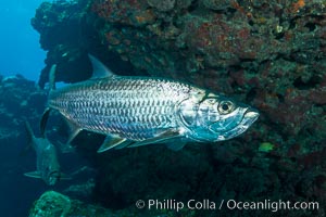 Tarpon, Grand Cayman Island