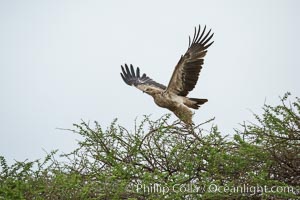 Tawny eagle, Amboseli National Park, Kenya, Aquila rapax