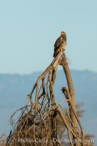 Tawny eagle, Meru National Park, Kenya., Aquila rapax, natural history stock photograph, photo id 29649
