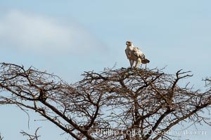 Tawny eagle in molt, Meru National Park, Kenya, Aquila rapax