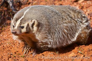 American badger.  Badgers are found primarily in the great plains region of North America. Badgers prefer to live in dry, open grasslands, fields, and pastures, Taxidea taxus