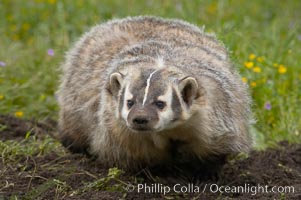 American badger.  Badgers are found primarily in the great plains region of North America. Badgers prefer to live in dry, open grasslands, fields, and pastures, Taxidea taxus